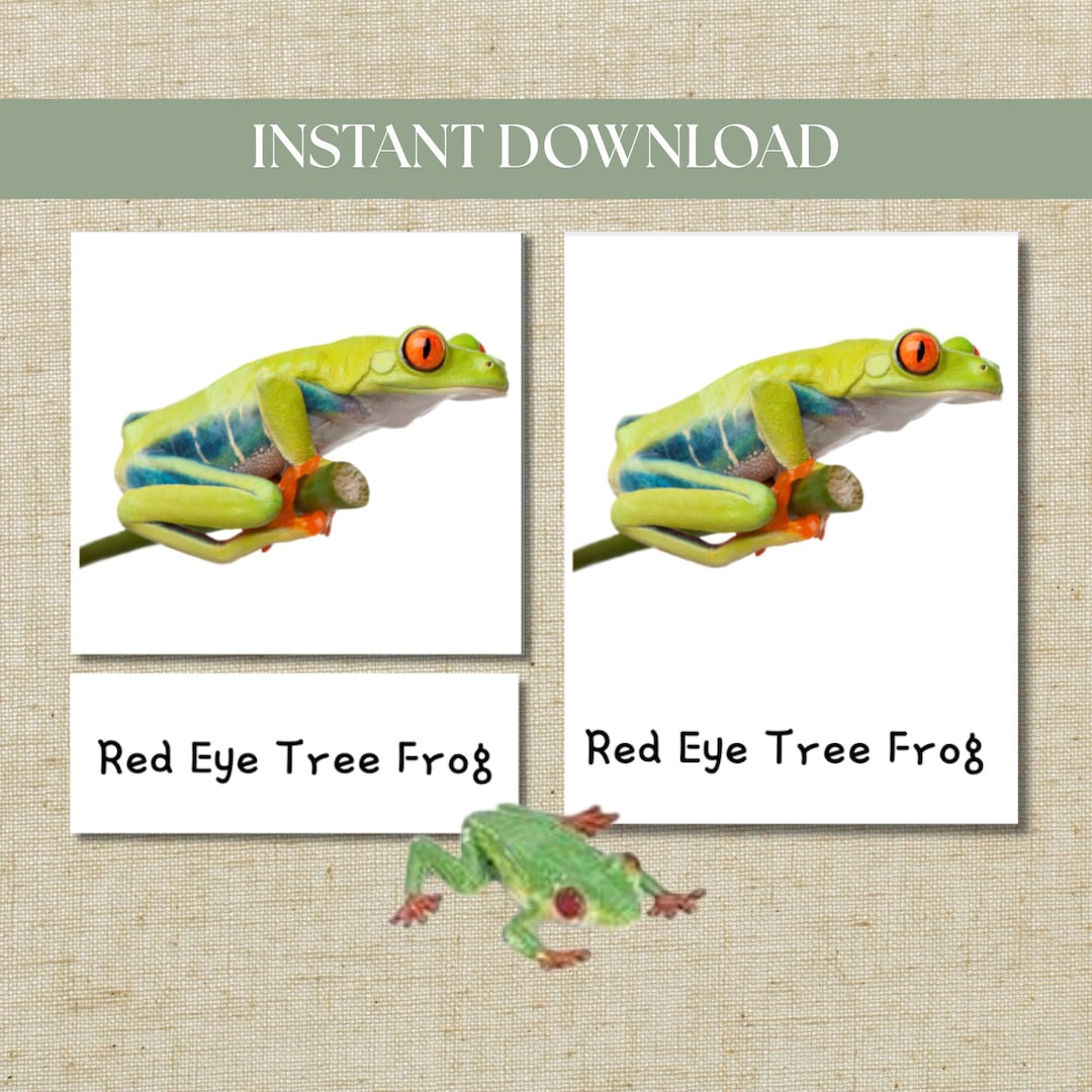 Montessori Three-part Cards Rainforest Safari Ltd TOOB – Digital ...