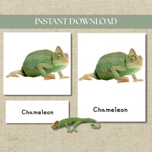 May include: Digital download featuring two images of a green chameleon on white backgrounds, with the word "Chameleon" below each. A small, green chameleon figurine is also included. The text "INSTANT DOWNLOAD" is at the top.