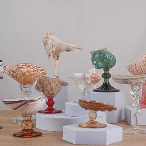 Puede incluir: Una colección de esculturas decorativas de conchas marinas sobre soportes de vidrio. Las conchas varían en color y forma, con soportes transparentes, rojos, verdes y marrones. La disposición se exhibe sobre pedestales blancos y una superficie de madera.