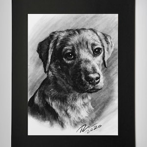 May include: A black and white pencil drawing of a dog's head and shoulders, set against a soft gray background. The dog has a gentle expression, with detailed fur and eyes. The artwork is matted in black and signed "N 2020".