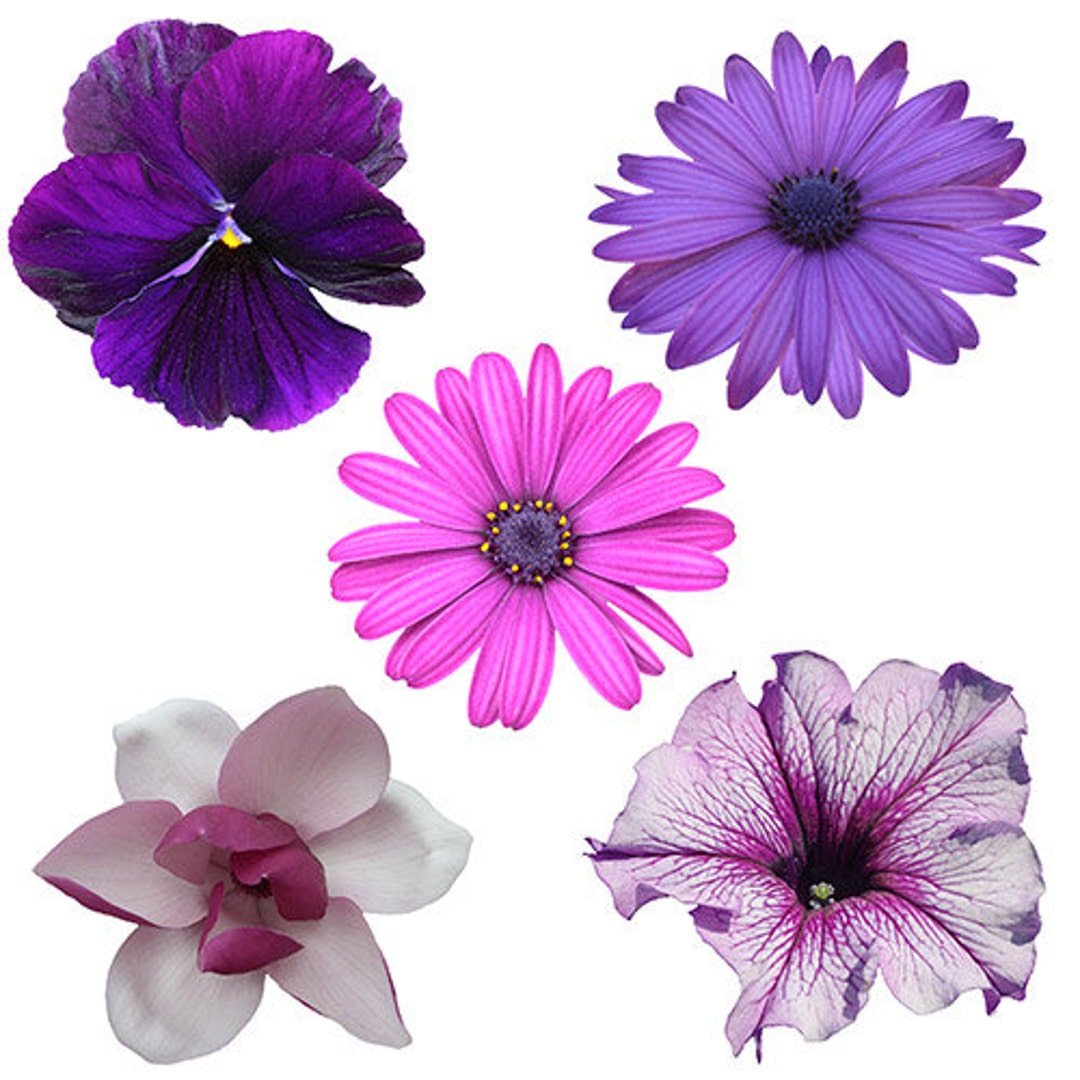 bely purple toy shiny flowers  Real Purple Flower Graphic Collection - Etsy