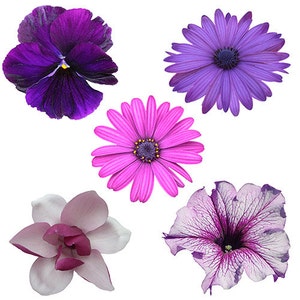 Echte lila Blumen Grafik-Kollektion