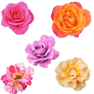 Collection graphique de vraies roses