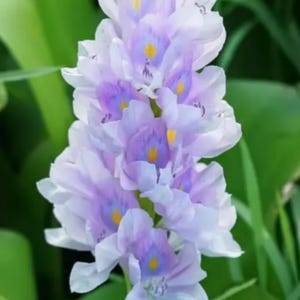 May include: Close-up of a cluster of light purple flowers with yellow centers. The petals are delicate and layered, with a gradient of color from white to purple. The flower is set against a backdrop of green leaves.