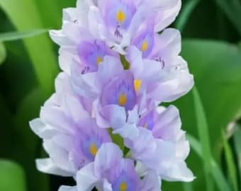 100 semillas de flor de jacinto de agua