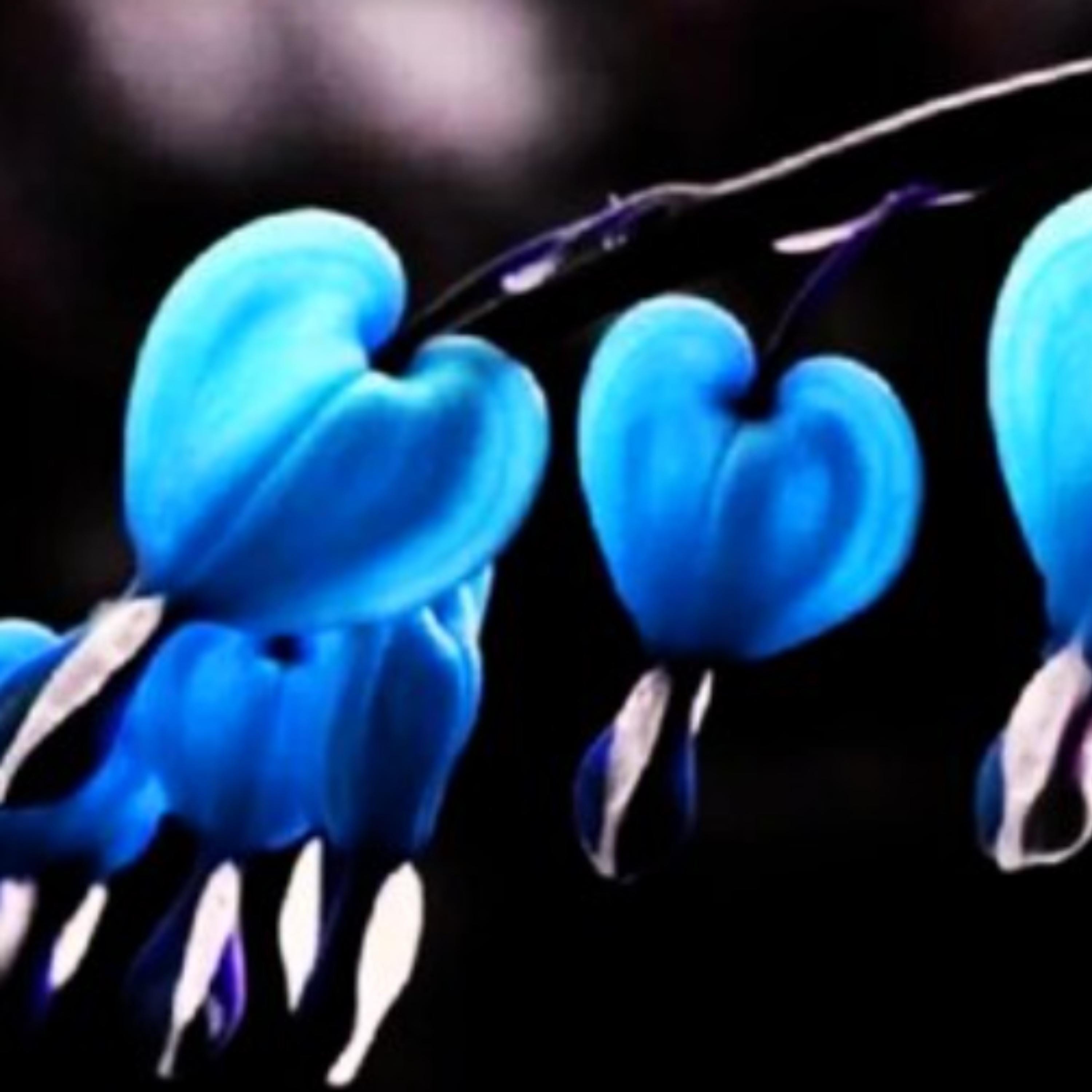 25 Blue Bleeding Heart Seeds Flowers Perennial NS - Etsy