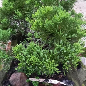 Può includere: Un vivace bonsai verde con un denso fogliame aghiforme, piantato in un vaso di pietra grigia e consumata. Il bonsai è una lussureggiante conifera in miniatura, che mostra un aspetto naturale e strutturato. Una piccola roccia e un bastoncino verniciato sono anche nel vaso.
