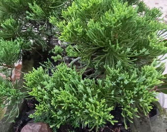 Semillas de Juniperus Communis, 50 semillas por paquete, enebro común, planta perenne NS16