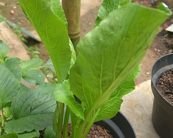 10グラム/袋 成長の早いパクチョイ種子 - 早熟ハイブリッド、高収量野菜