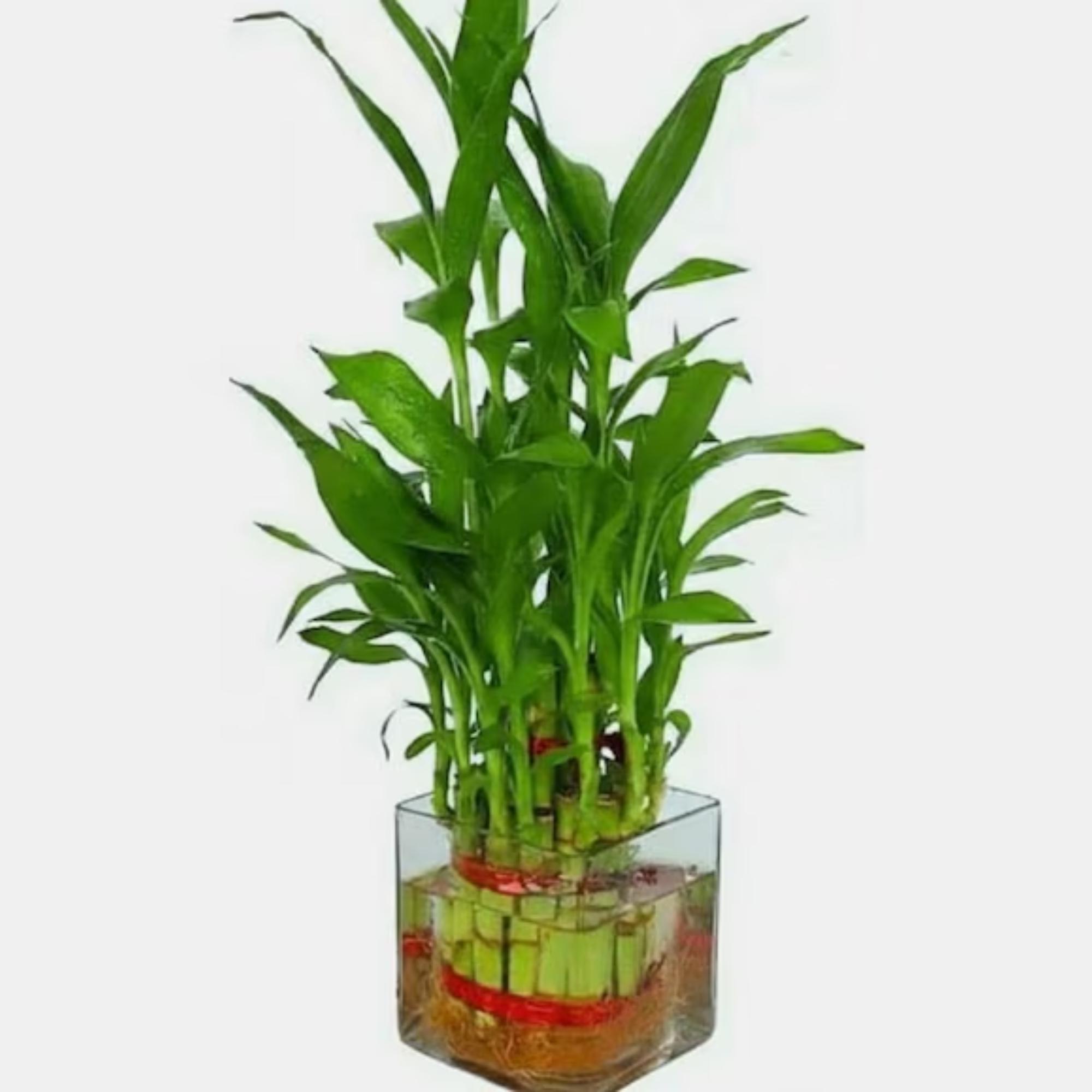 Frais Vert Lucky bambou tiges et les feuilles en vase en céramique sur