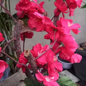 10 Seeds Chaenomeles Japonica Flowering Bonsai Tree NS 12