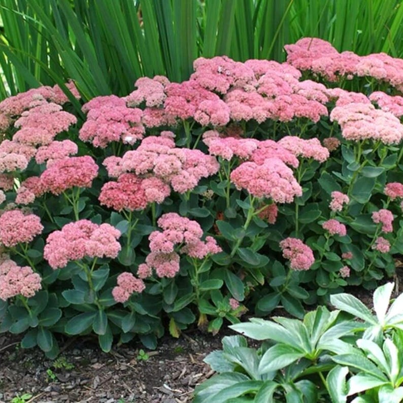 50 Autumn Joy Sedum Seeds Sedum Spectabile US variegated Leaf Etsy 50-autumn-joy-sedum-seeds-sedum-spectabile-us-variegated-leaf-etsy