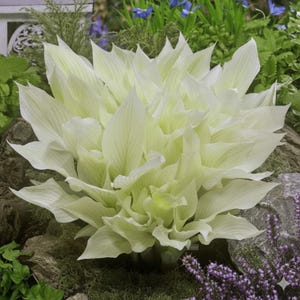 Puede incluir: Primer plano de una gran planta de hosta verde claro con muchas hojas en capas. La planta está rodeada de otra vegetación, incluyendo pequeñas flores moradas y rocas musgosas. Las hojas de la hosta tienen venas prominentes.
