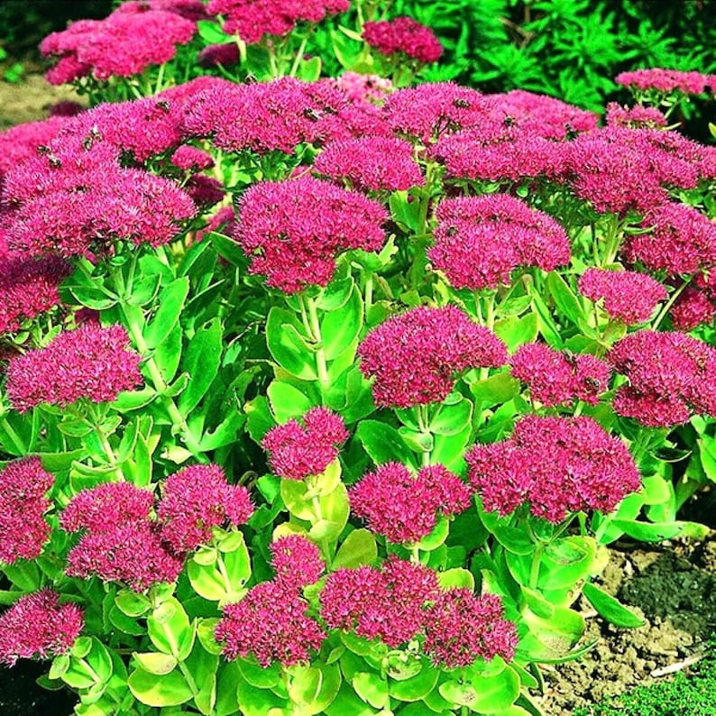 50 Autumn Joy Sedum Seeds Sedum Spectabile US variegated Leaf Etsy 50-autumn-joy-sedum-seeds-sedum-spectabile-us-variegated-leaf-etsy