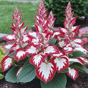 Puede incluir: Primer plano de una planta con flores rojas y blancas estampadas y hojas verdes grandes. Las flores tienen un aspecto texturizado único y las hojas tienen forma de corazón. La planta está en un jardín.