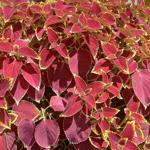 Pode incluir: Uma planta de coleus vibrante com folhas bordô profundas com bordas amarelas e verdes. As folhas têm uma aparência texturizada, criando uma exibição exuberante e completa. A planta está posicionada em frente a uma cerca de metal amarela.