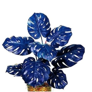 Può includere: Una pianta artificiale vibrante con grandi foglie blu scuro. Le foglie presentano distintivi segni bianchi e sono disposte in un'esposizione lussureggiante e completa. La pianta è in un cesto intrecciato, creando un contrasto sorprendente.