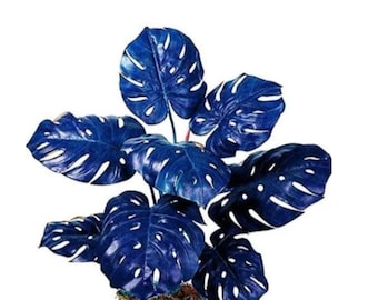 100 Seeds Monstera Laniata Gevlekt Bont - Hoge Variatie