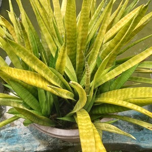 Op de afbeelding: Een pot met een sansevieria. De lange, rechtopstaande bladeren zijn geelgroen en hebben een gestreept patroon. De lichte pot staat voor water en stenen.