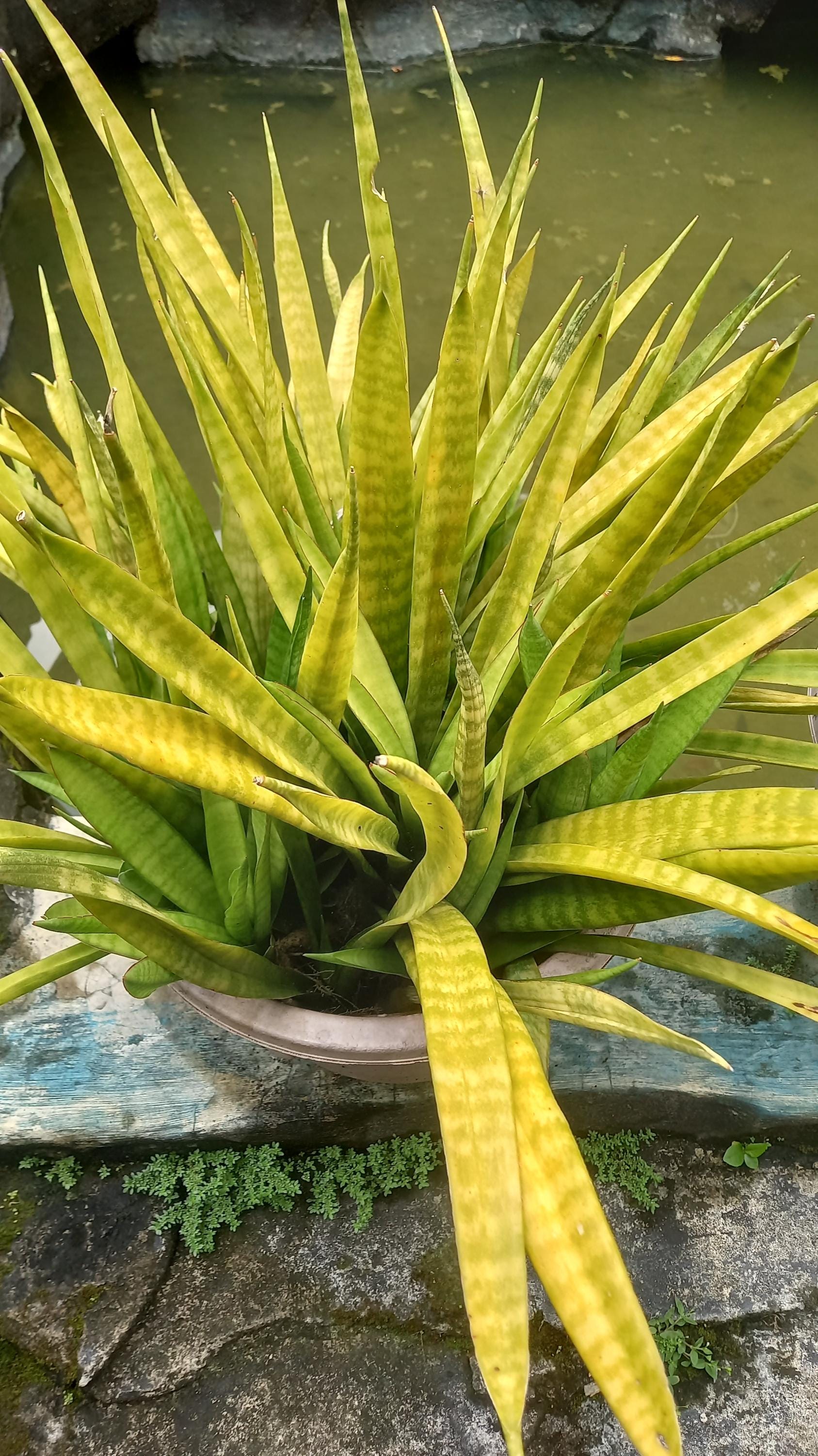 Sansevieria yellow - Etsy.de