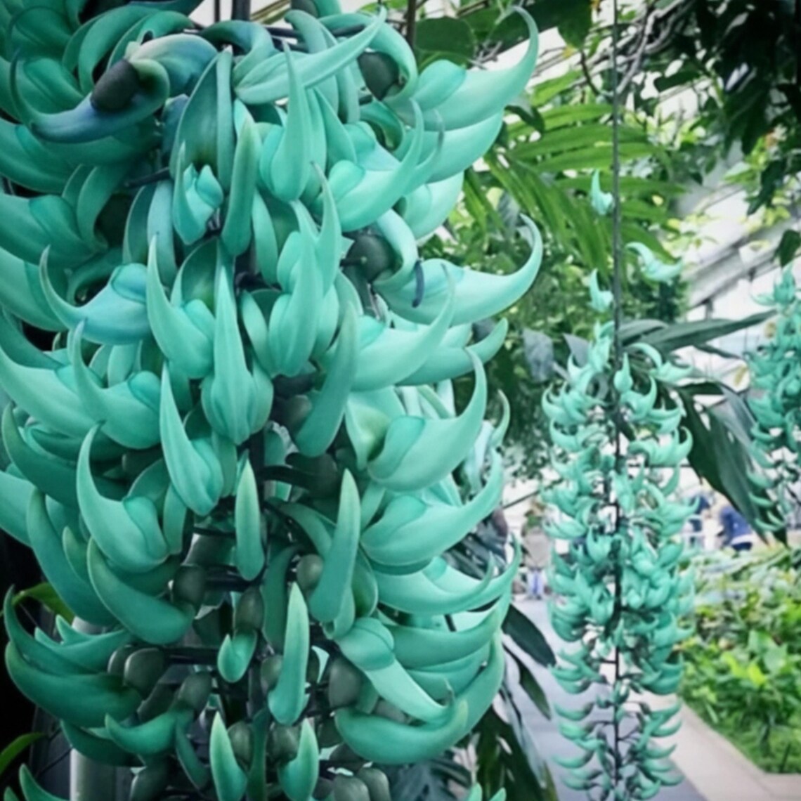 Rare Heirloom Jade Vine Seeds Strongylodon Macrobotrys Etsy Rare Heirloom Jade Vine Seeds Strongylodon Macrobotrys Etsy