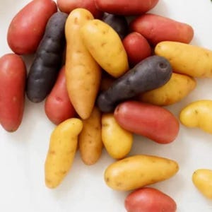May include: A collection of colorful potatoes, including red, yellow, and purple varieties. The potatoes vary in shape and size, with some being long and slender, and others more rounded. The image is a close-up shot, highlighting the different colors and textures.
