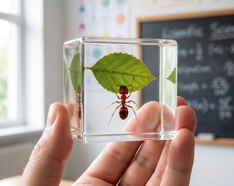 Ant Resin Block, Real Insect Specimen in Resin, Nature Keepsake, Botanical Resin Art, Unique Desk Decor, Gift for Nature Lovers