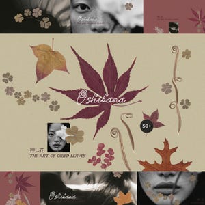 Peut inclure: Une collection d'éléments botaniques pressés comprenant une grande feuille d'érable rouge foncé, une feuille de chêne brune, diverses feuilles de trèfle et des tiges enroulées sur un fond beige. Le texte indique Oshibana THE ART OF DRIED LEAVES et 50+.