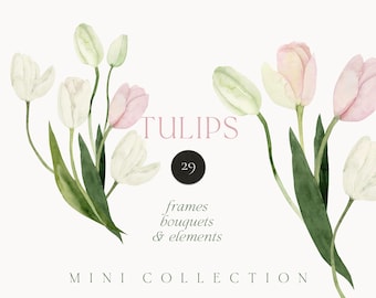 Watercolor Light Pink and White Tulips Clipart - Hand-Painted Spring Floral for invites (PNG)