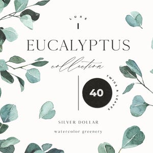 May include: Watercolor illustration featuring eucalyptus leaves and branches in shades of green and blue. The text reads "Eucalyptus Collection" and "Silver Dollar". A black circle displays the number "40".