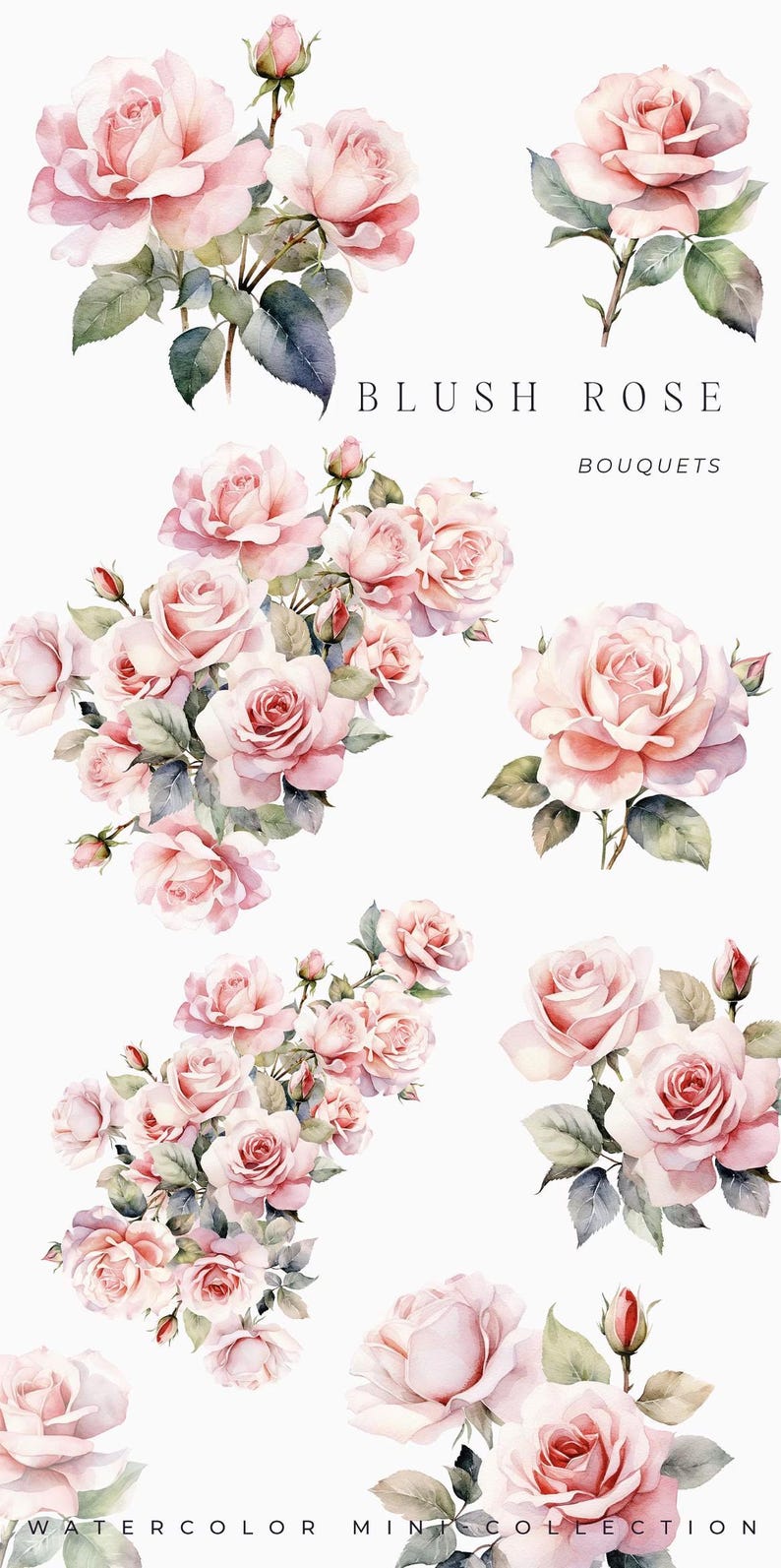 Watercolor Blush Rose Clipart - Pink Roses Floral Set for Invites (PNG ...