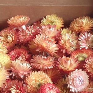 Gedroogde perzik/abrikozentrosjes, set van 30, doe-het-zelfpotpourri met gedroogde bloemen