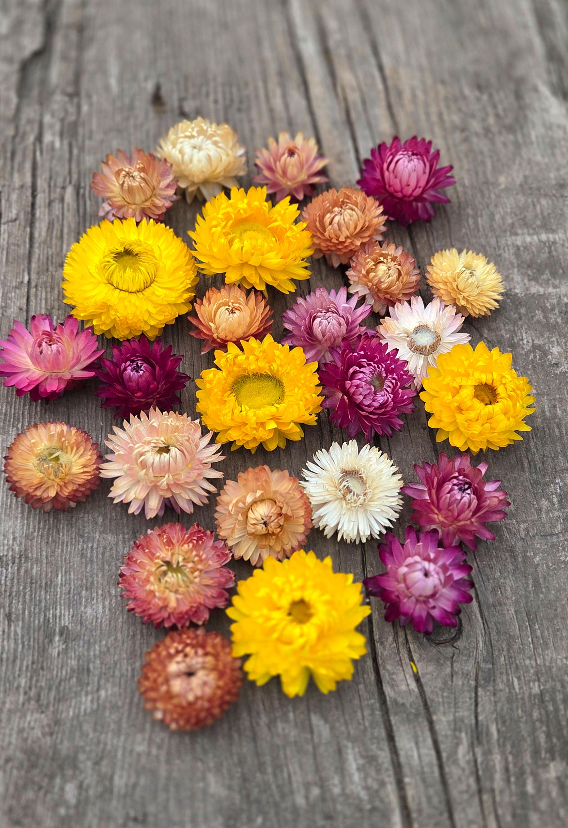 Trockenblumen großhandel