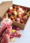 Small Colorful Dried Strawflower heads, DIY Flower Confetti for Wedding and Baby shower product logo