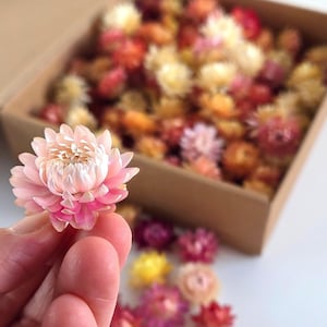 Op de afbeelding: Een close-up van een lichtroze bloem die in een hand wordt gehouden, met een doos met kleurrijke gedroogde bloemen op de achtergrond. De bloemen zijn in tinten roze, rood, geel en oranje. De doos is van karton.