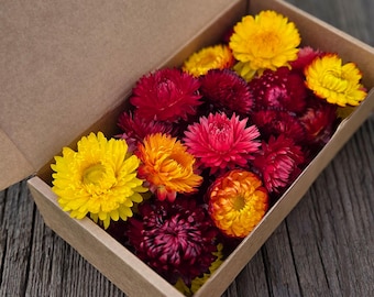 Fiori di paglia essiccati - Mix di colori autunnali: lavoretti autunnali fai da te, forniture per fioristi