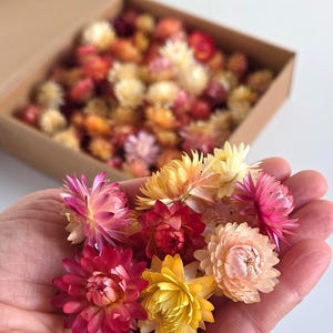 Op de afbeelding: Een handvol kleurrijke gedroogde bloemen in roze, rood, geel en oranje. De bloemen worden in een hand gehouden, met meer bloemen zichtbaar in een kartonnen doos op de achtergrond. De bloemen lijken op een soort strobloem.