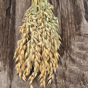Könnte beinhalten: Ein Bündel aus 30 Stängeln getrocknetem Naturhafer mit goldbraunen Körnern und grünlich schimmernden Halmen, zusammengebunden mit einem dünnen orangefarbenen Band. Der Text "Dried Natural Oats, bunch of 30 stems" steht in Weiß unten im Bild.