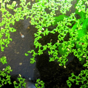 May include: A close-up of a green aquatic plant with small, rounded leaves floating on the surface of the water. The plant is growing in a shallow pond or aquarium.