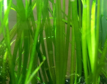 Eel Grass (5-50 PLANTS!!!) BUY2GET1FREE Vallisneria Americana Jungle Val
