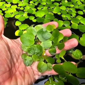 May include: A hand holding a handful of green water plants, with more plants visible in the background.