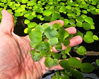 Frogbit 20+ BUY2GET1FREE Large Quantity (Limnobium laevigatum) Live Floating Aquarium Plant - Home Grown Green and Healthy