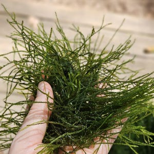 Java Moss BUY 2 GET 1 FREE (Taxiphyllum Barbieri)  -Home Grown Green and Healthy
