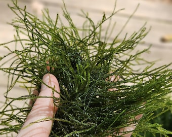 Java Moss BUY 2 GET 1 FREE (Taxiphyllum Barbieri)  -Home Grown Green and Healthy
