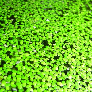 May include: A close-up image of a pond surface covered in a dense layer of bright green water plants.