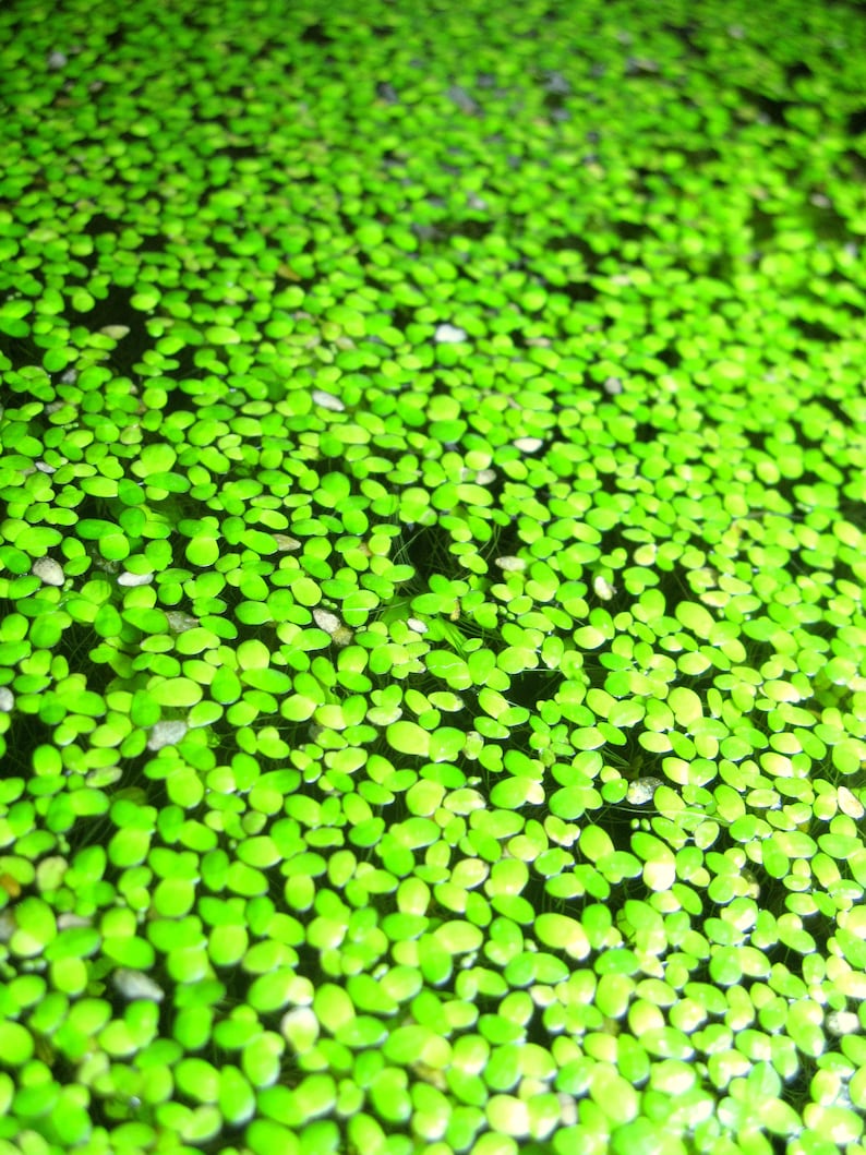 May include: A close-up image of a pond surface covered in a dense layer of bright green water plants.