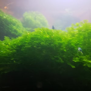 Pellia Moss Subwassertang BUY2Get1FREE Round Home Aquarium grown, Green and Healthy