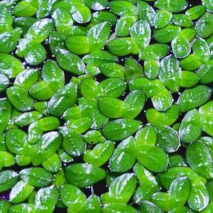 May include: A close-up image of a dense patch of green aquatic plants with round, oval-shaped leaves. The leaves are smooth and glossy, with a slight sheen.