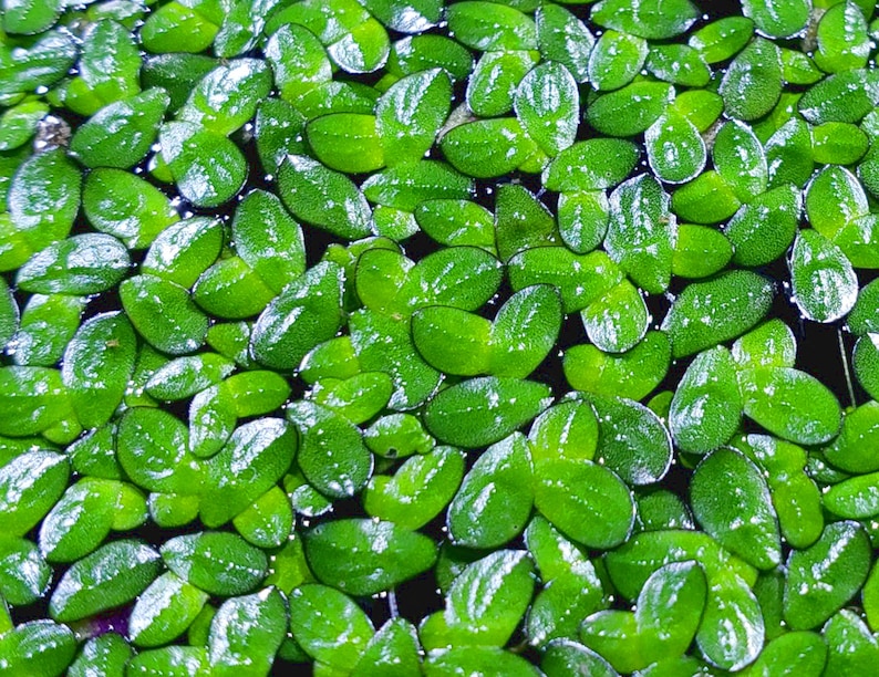 May include: A close-up image of a dense patch of green aquatic plants with round, oval-shaped leaves. The leaves are smooth and glossy, with a slight sheen.