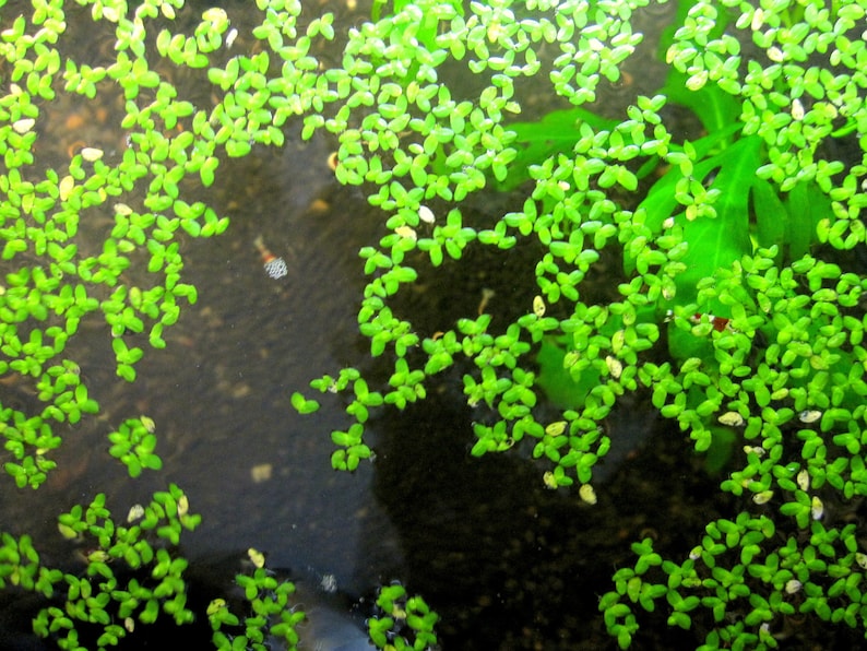 May include: A close-up of a green aquatic plant with small, rounded leaves floating on the surface of the water. The plant is growing in a shallow pond or aquarium.